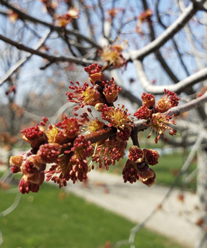 Crimson King Maple 2